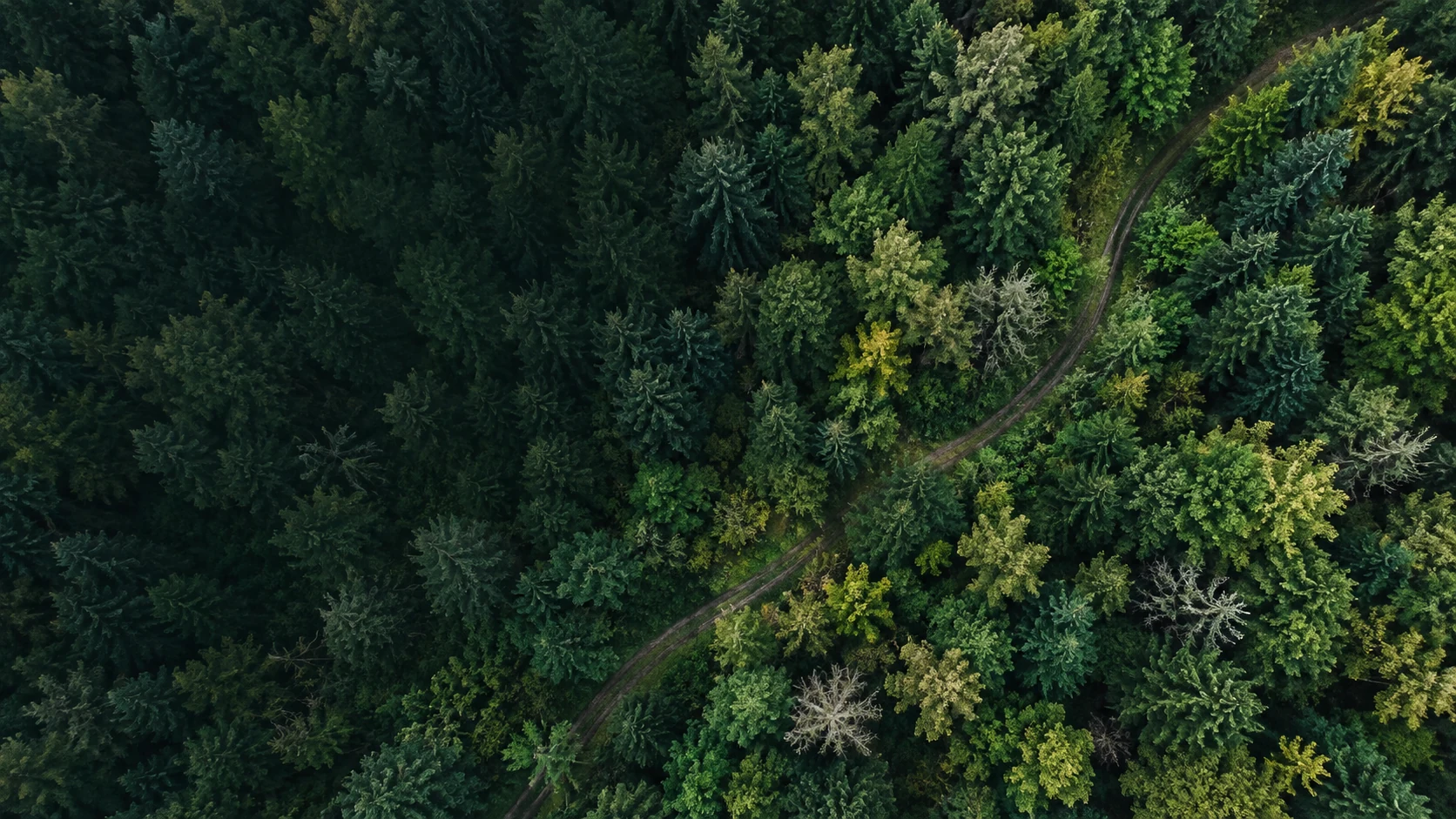 Dense green forest representing Stowliva's lower-impact packaging approach