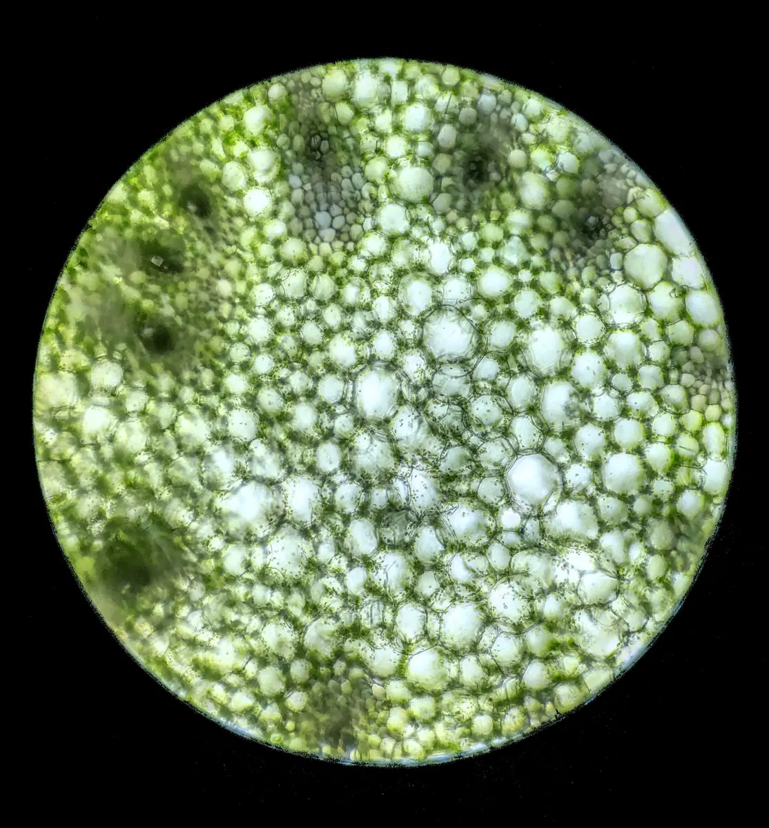 Microscopic view of green algae cells, illustrating biological biomass