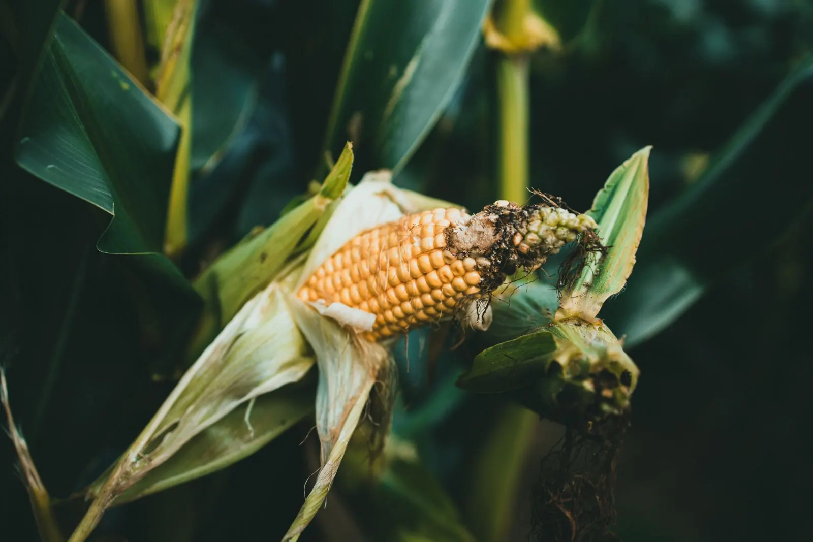 Ripe corn on the cob growing in a field