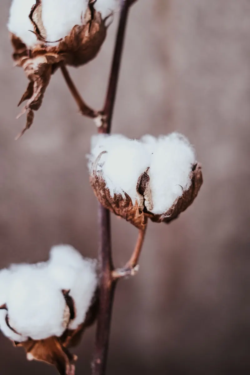 Natural cotton boll with dried leaves