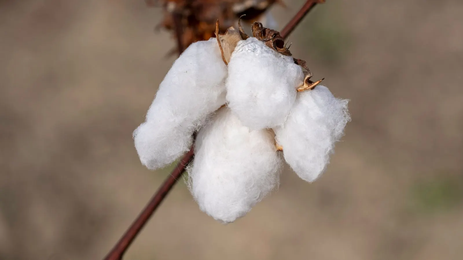 Cotton boll growing on a plant