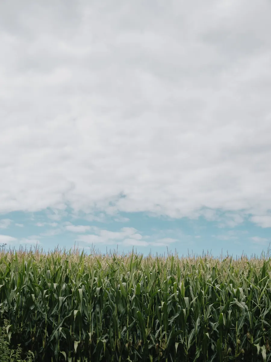 Ein Maisfeld unter einem blauen Himmel