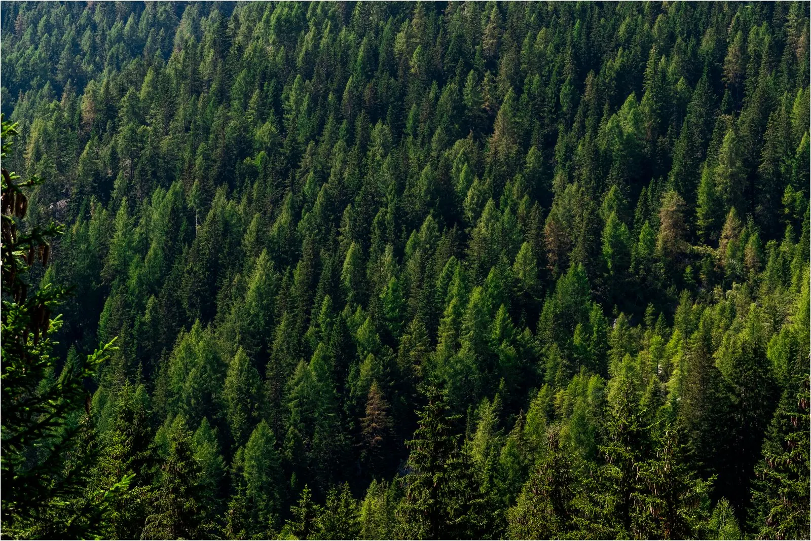 Dense forest canopy viewed from above