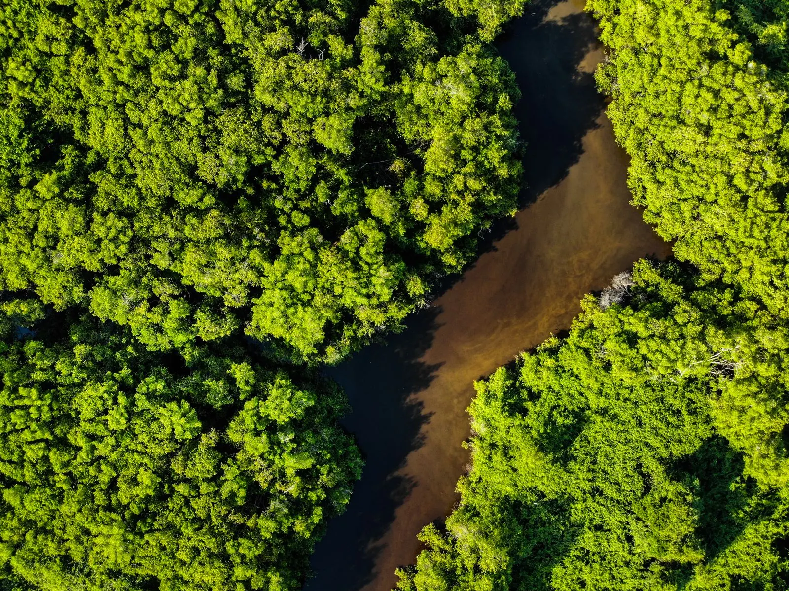 A winding river through dense green forest