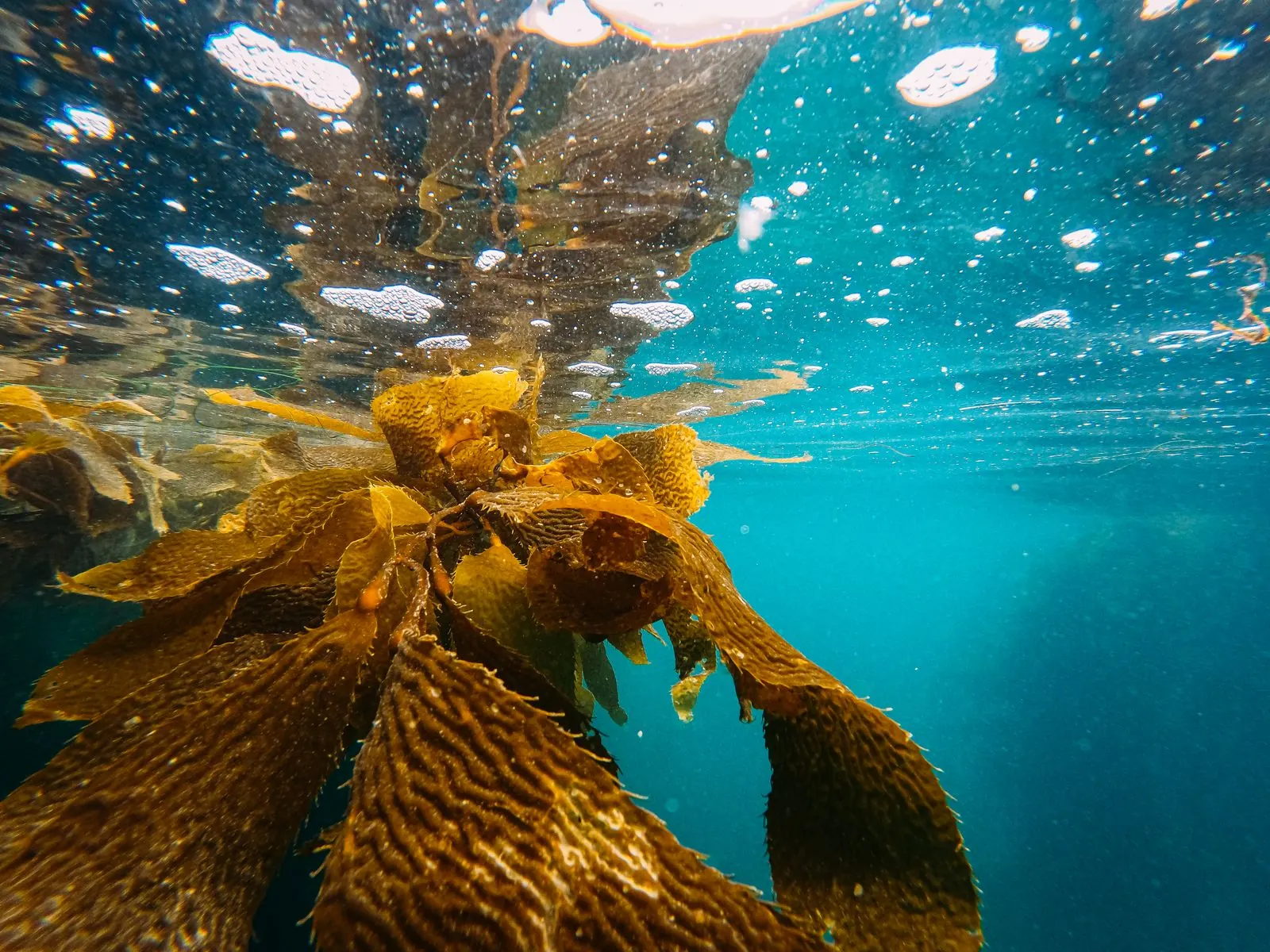 Kelp growing below the ocean surface