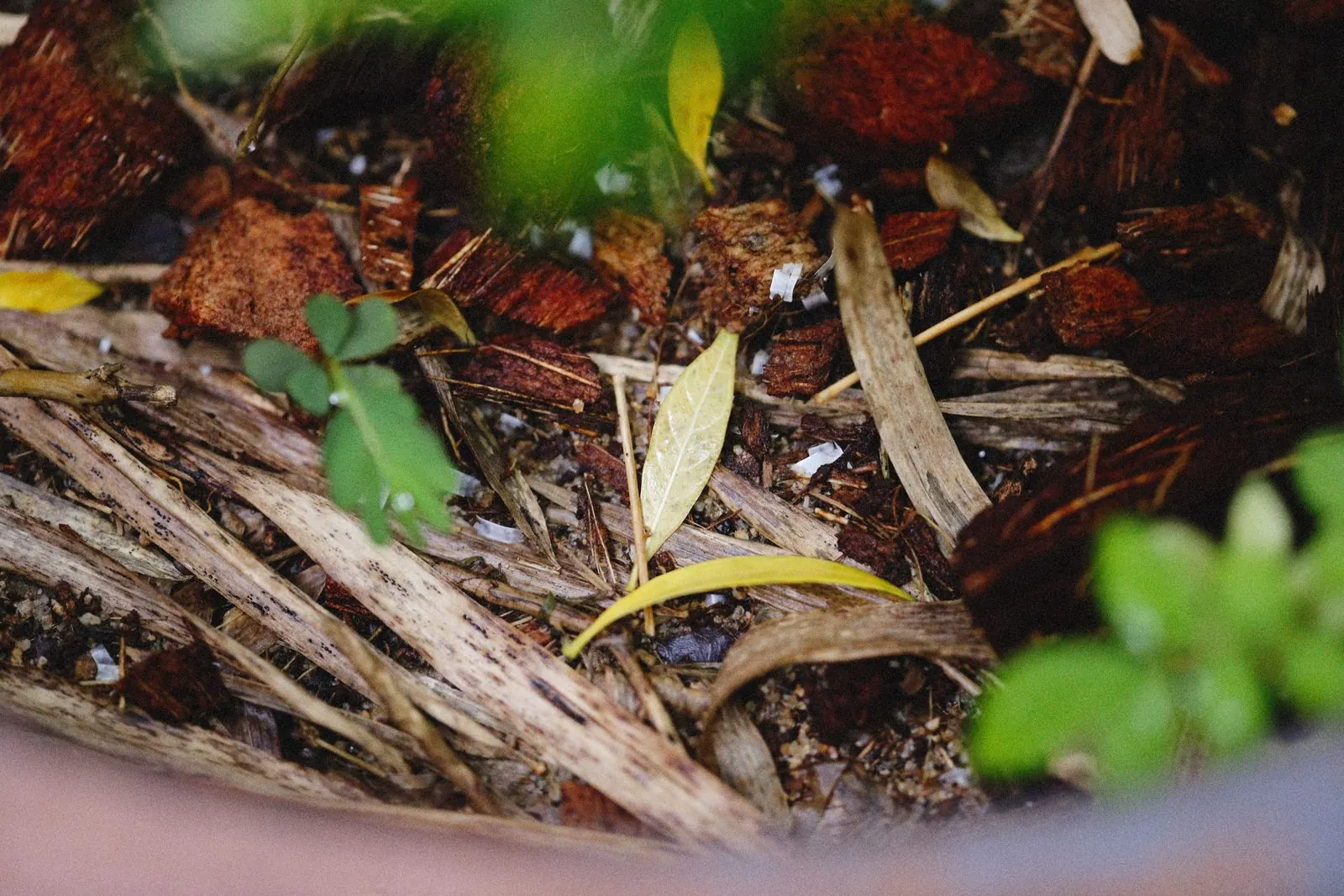 Bladeren en organisch materiaal breken af in compost